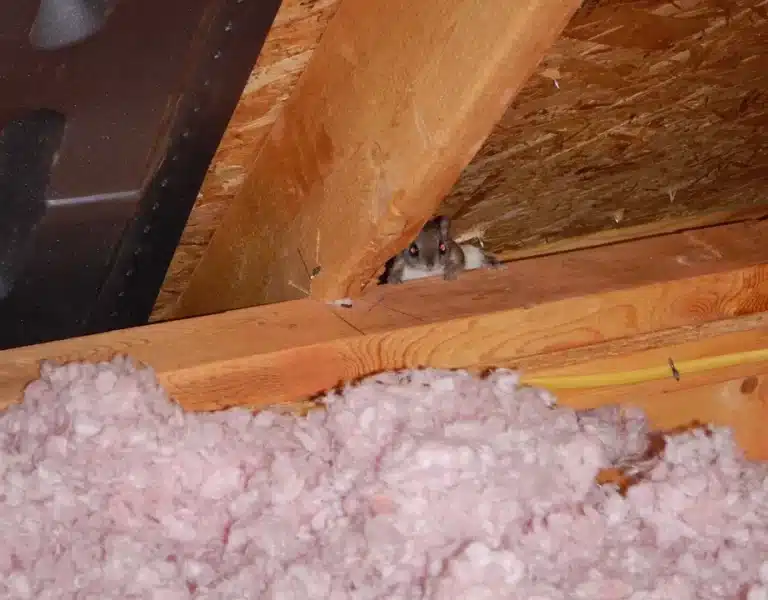 Removing Squirrels From Attic