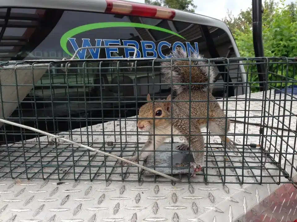 Squirrel Removal Peachtree City
