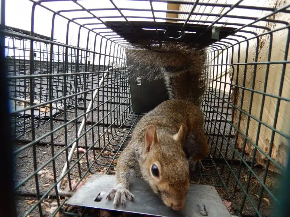 Senoia Squirrel Removal