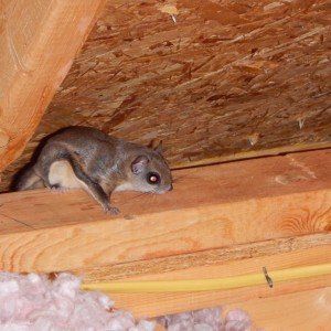 Flying Squirrels in Attic — Newnan, GA — Webbcon Wildlife Removal