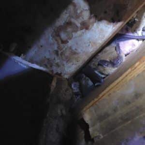 Bats Hiding in Attic — Newnan, GA — Webbcon Wildlife Removal