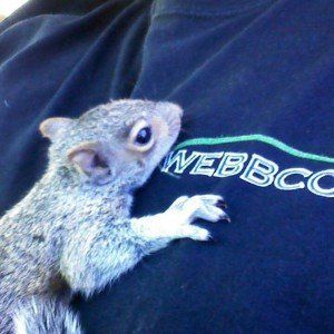 Baby Squirrel — Newnan, GA — Webbcon Wildlife Removal