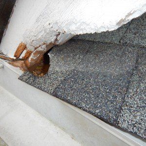 Squirrel Chew Hole in Wood and Roof — Newnan, GA — Webbcon Wildlife Removal