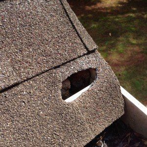 Rat Chew Hole in Roof — Newnan, GA — Webbcon Wildlife Removal