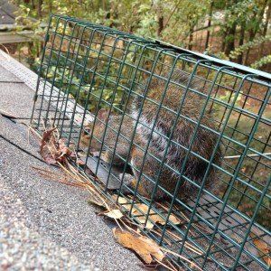 Senoia Squirrel Removal Job — Newnan, GA — Webbcon Wildlife Removal