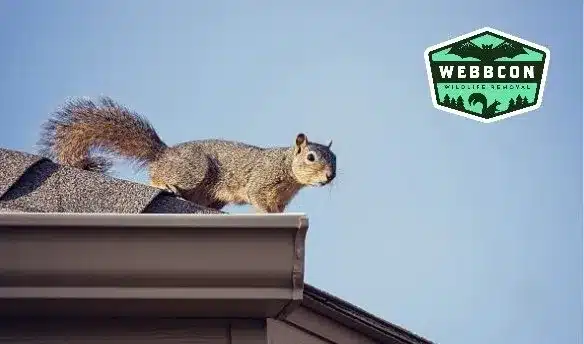 Flying Squirrels in Fayetteville Attic