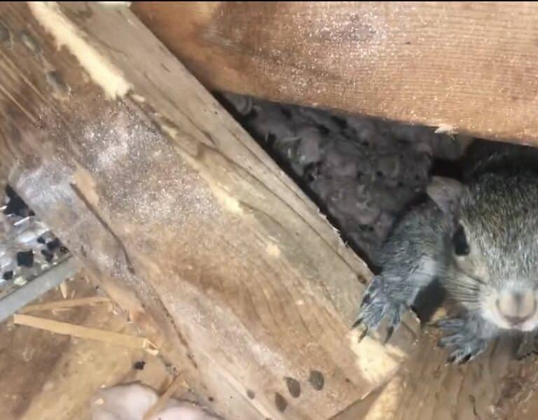 Remove Critters From Attic
