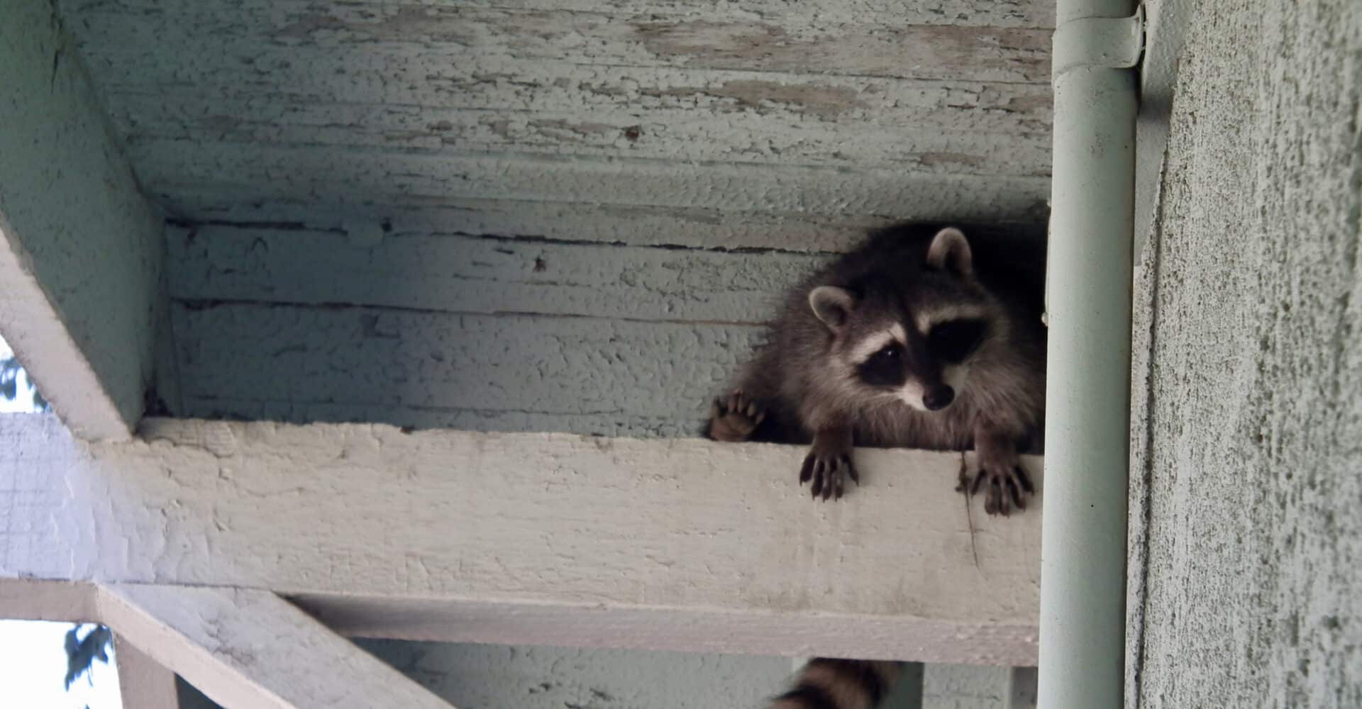 Get Rid Of Racoon In Attic