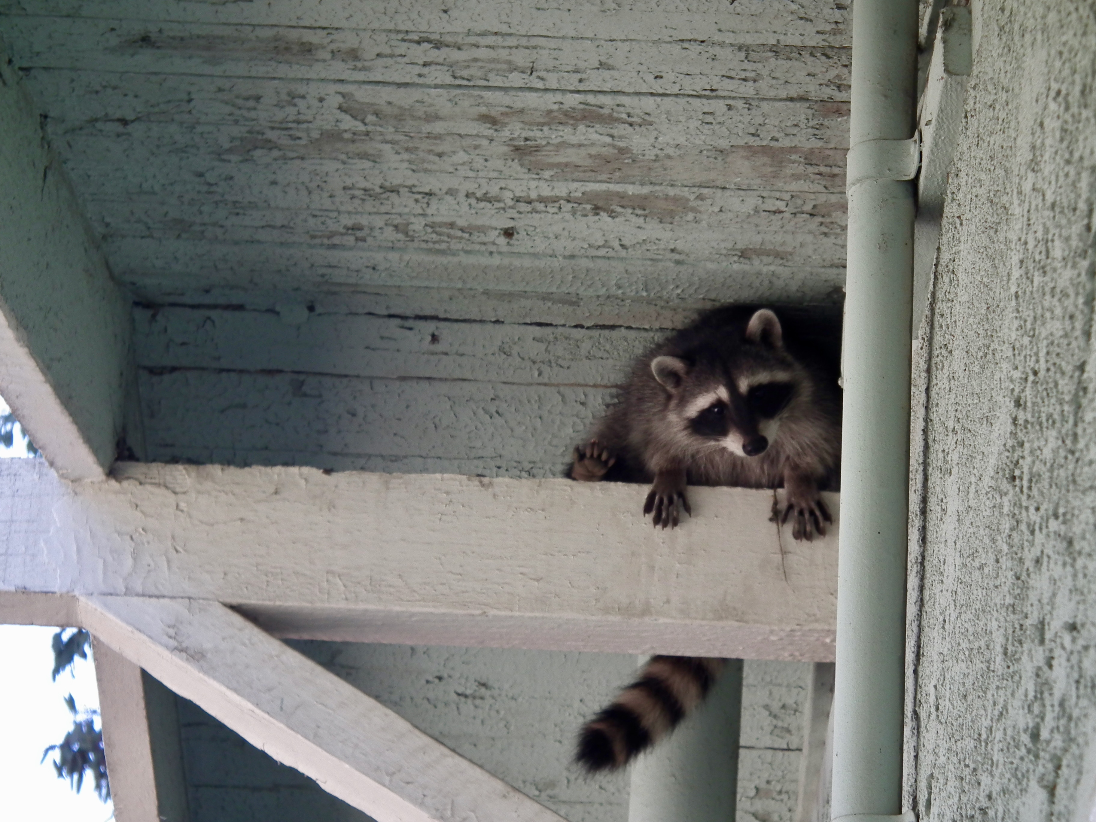 Get Rid Of Racoon In Attic