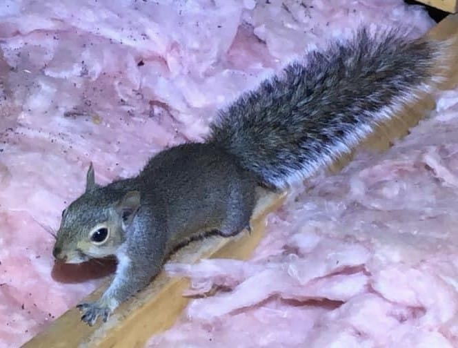 Squirrel Removal From Attic